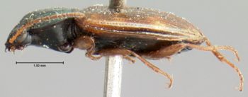 Media type: image;   Entomology 5531 Aspect: habitus lateral view